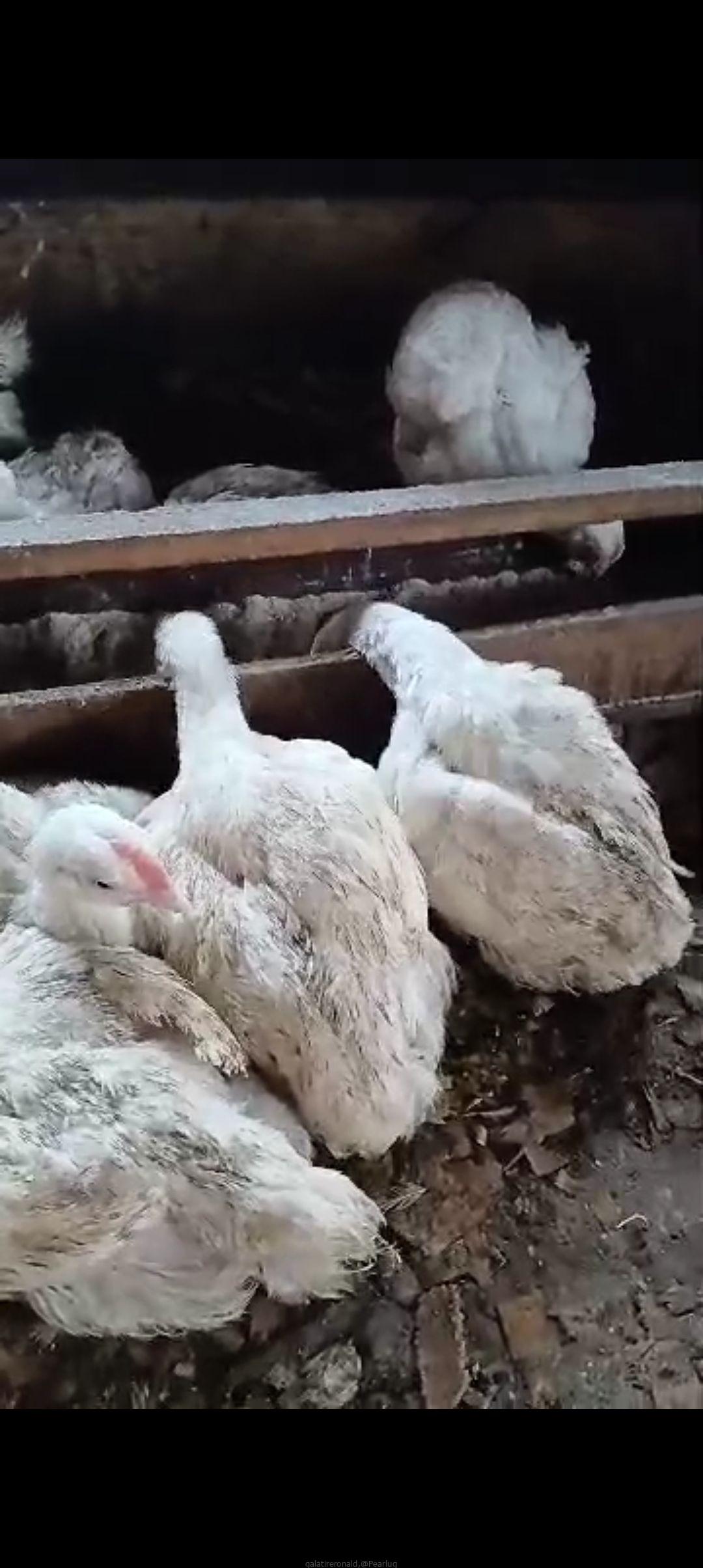 Broiler chickens