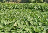 Arrow root/yam suckers