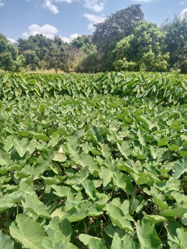 Arrow root/yam suckers