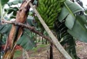 Banana suckers for planting available