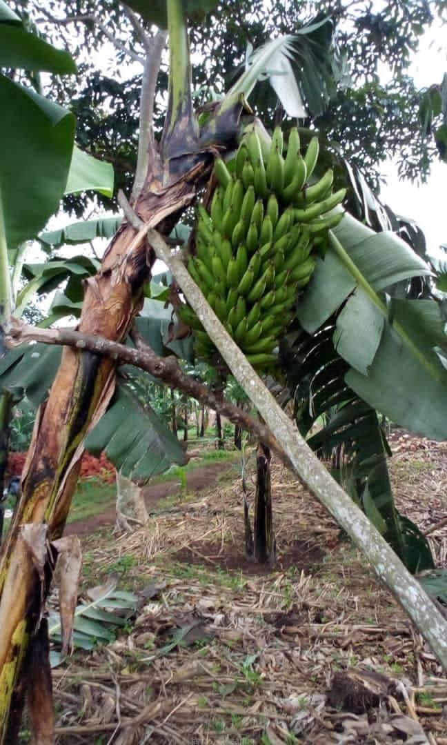 Banana suckers for planting available