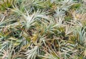 Pineapple suckers for sell