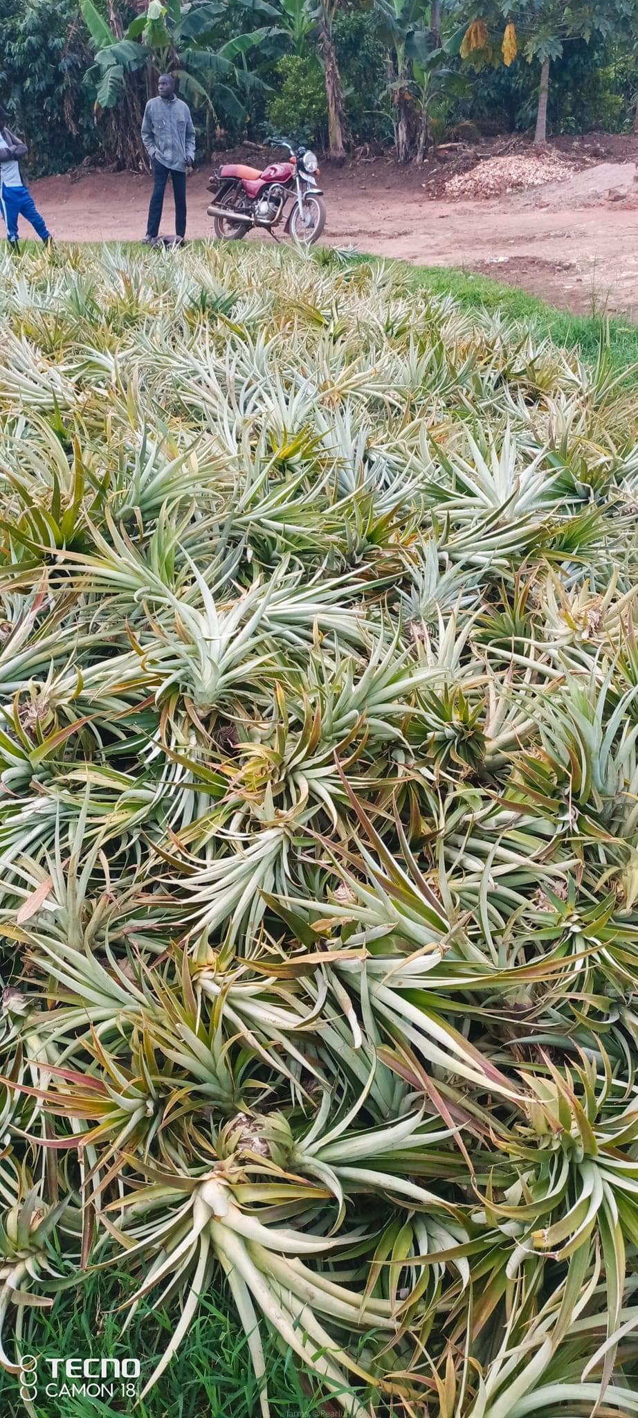 Pineapple suckers for sell