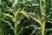 Maize seeds available
