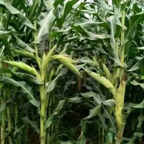 Maize seeds available
