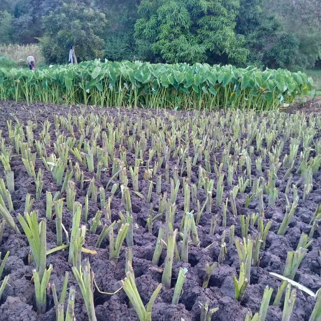 Arrow root/yam suckers