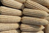 Maize seeds available