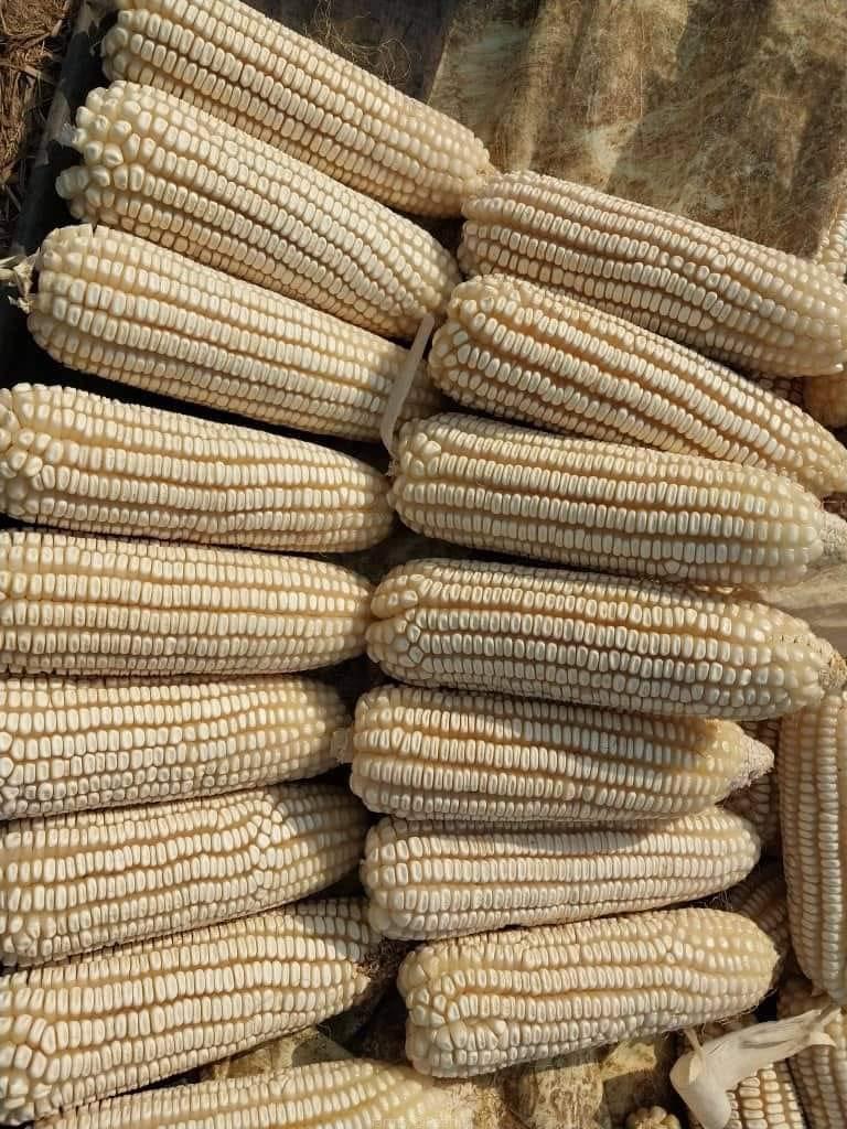 Maize seeds available