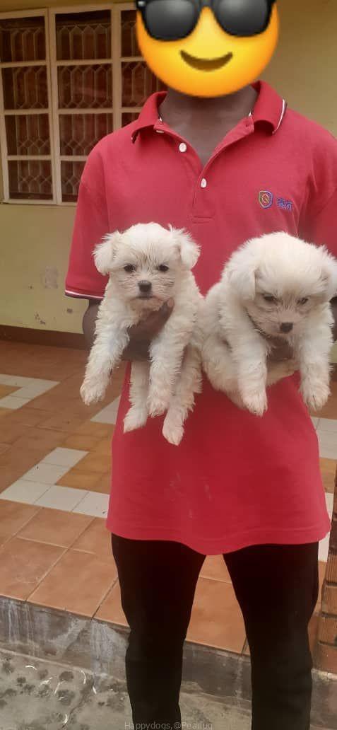 Maltese puppy
