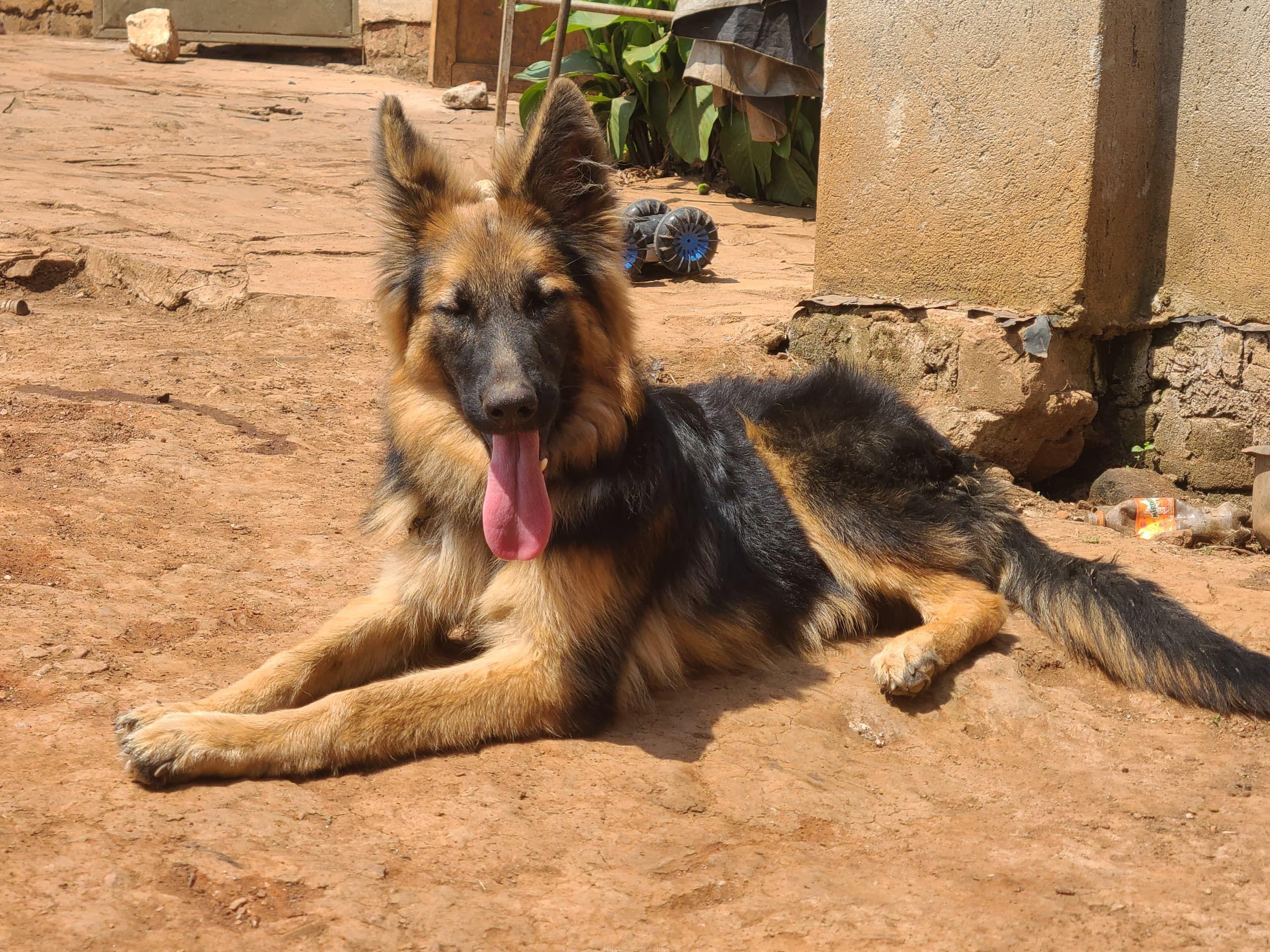 German shepherd