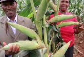 Maize seeds available