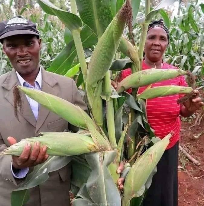 Maize seeds available