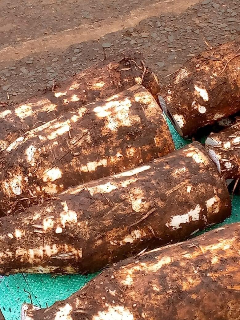 Arrow root/yam suckers
