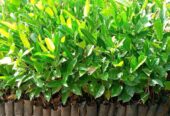 Jack fruits seedlings