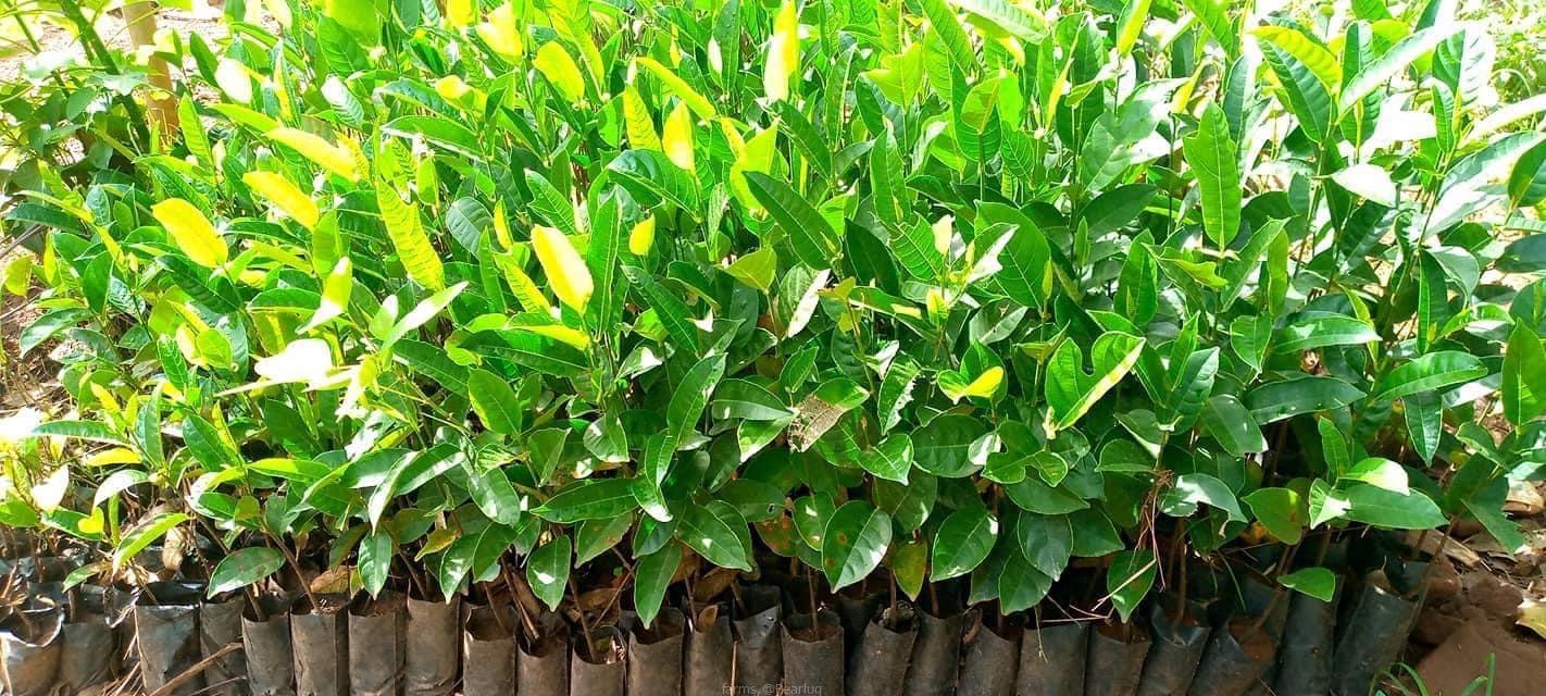 Jack fruits seedlings