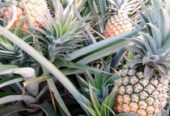 Pineapple suckers