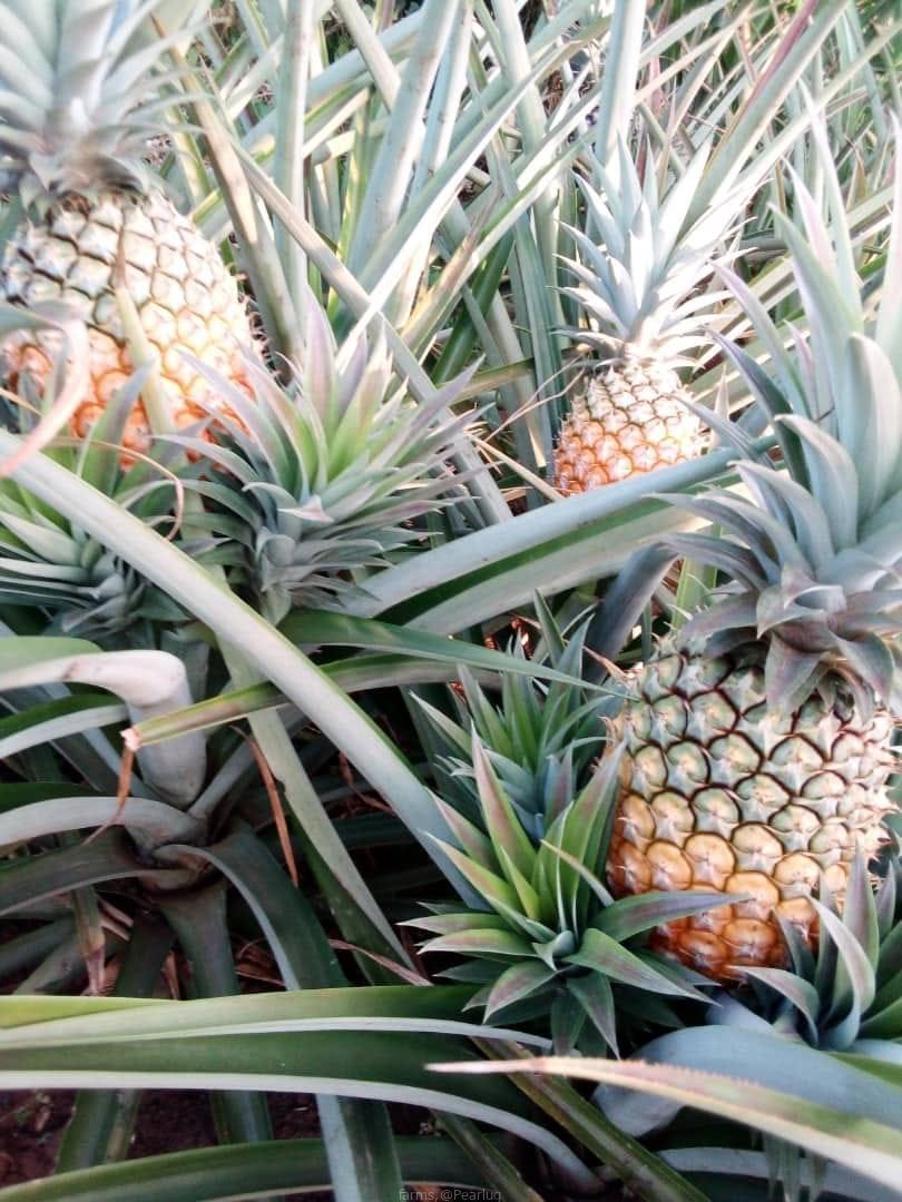 Pineapple suckers