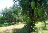 Mango seedling