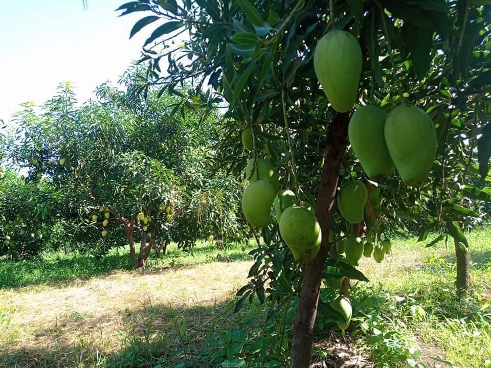 Mango seedling