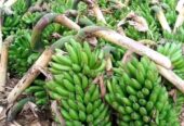 Banana suckers for planting available