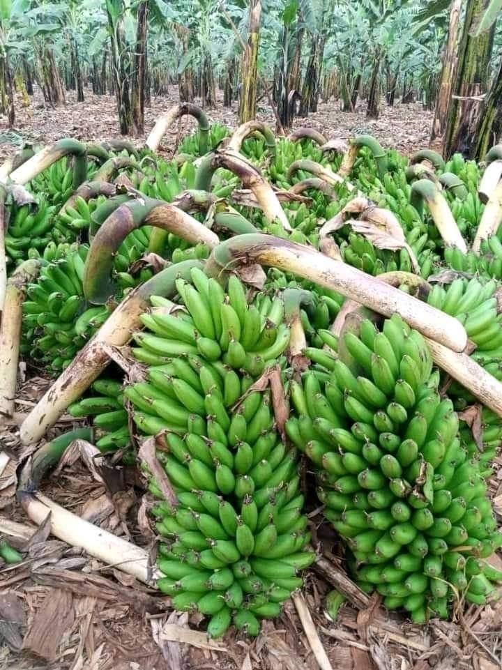 Banana suckers for planting available