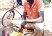 Jack fruits seedlings