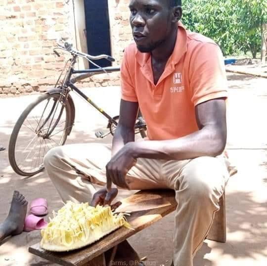 Jack fruits seedlings