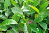 Jack fruits seedlings