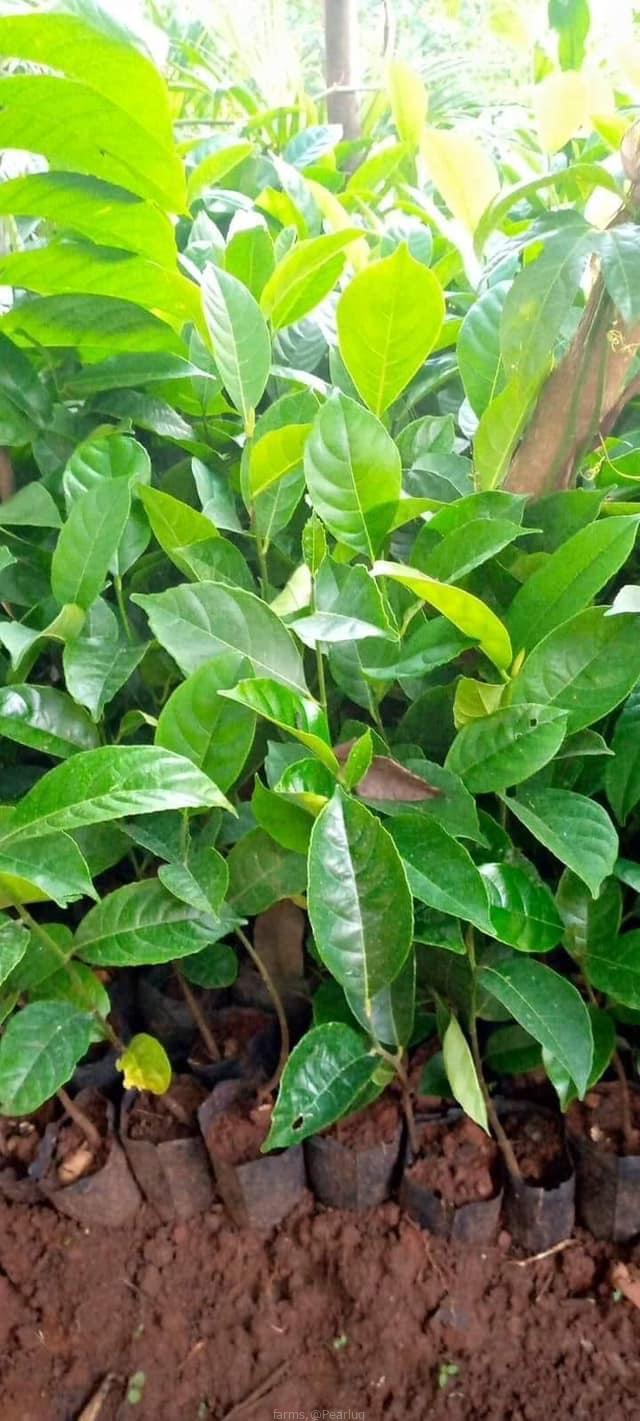 Jack fruits seedlings