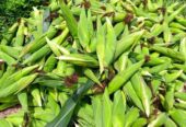 Maize seeds available