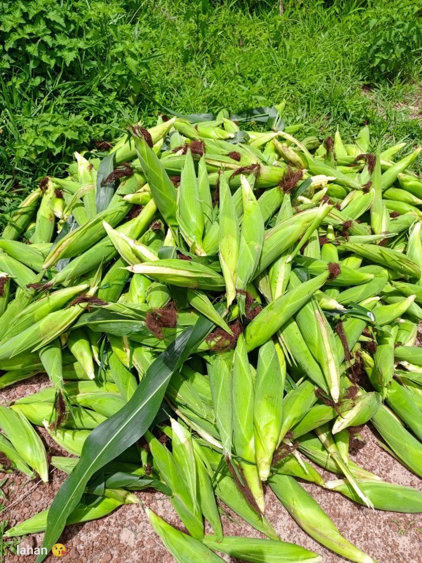 Maize seeds available