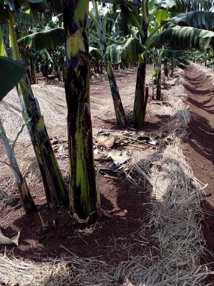 Banana suckers for planting available