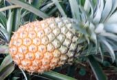 Pineapple suckers
