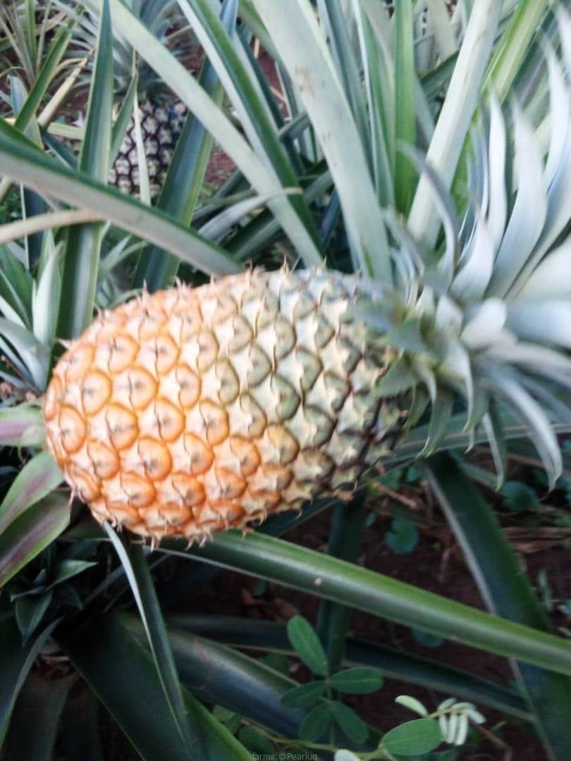 Pineapple suckers