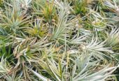 Pineapple suckers for sell