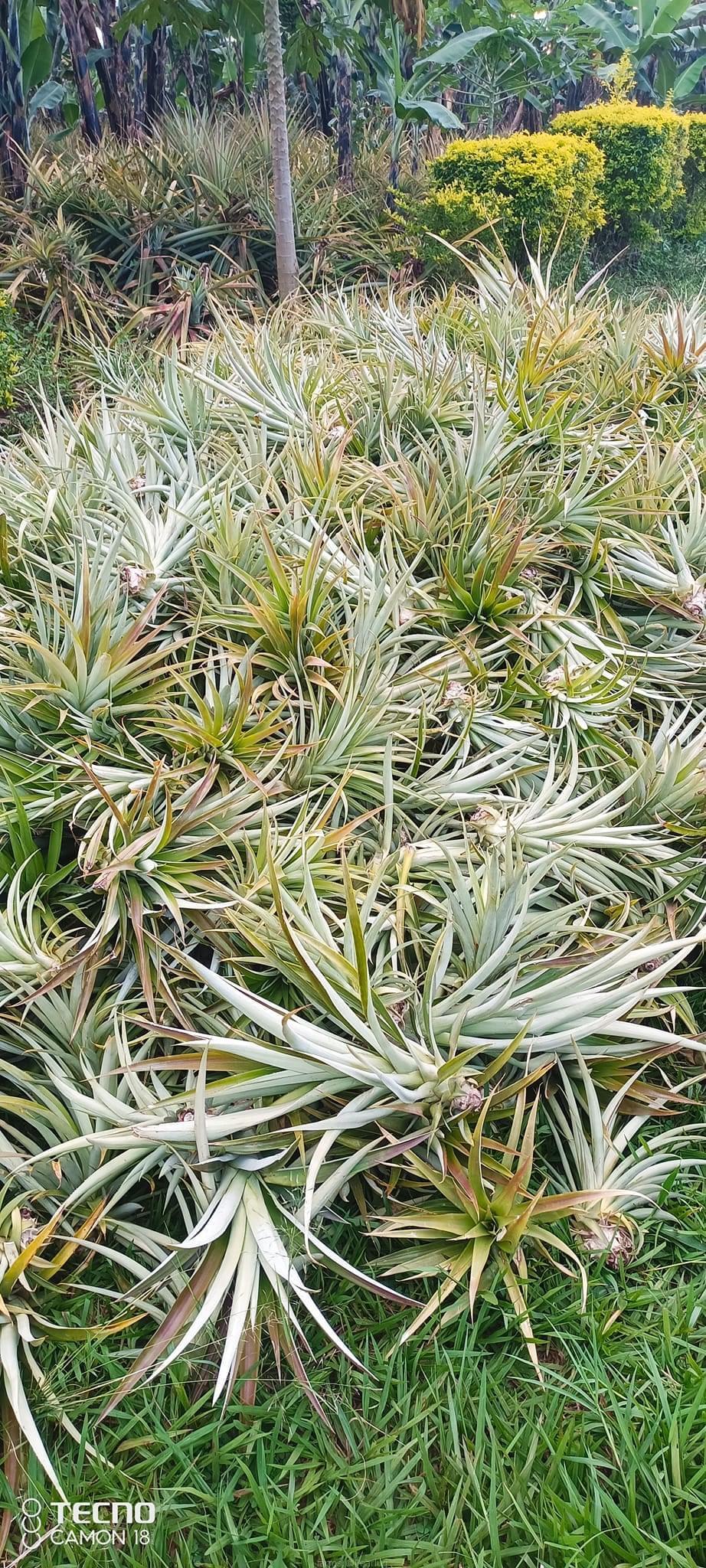 Pineapple suckers for sell