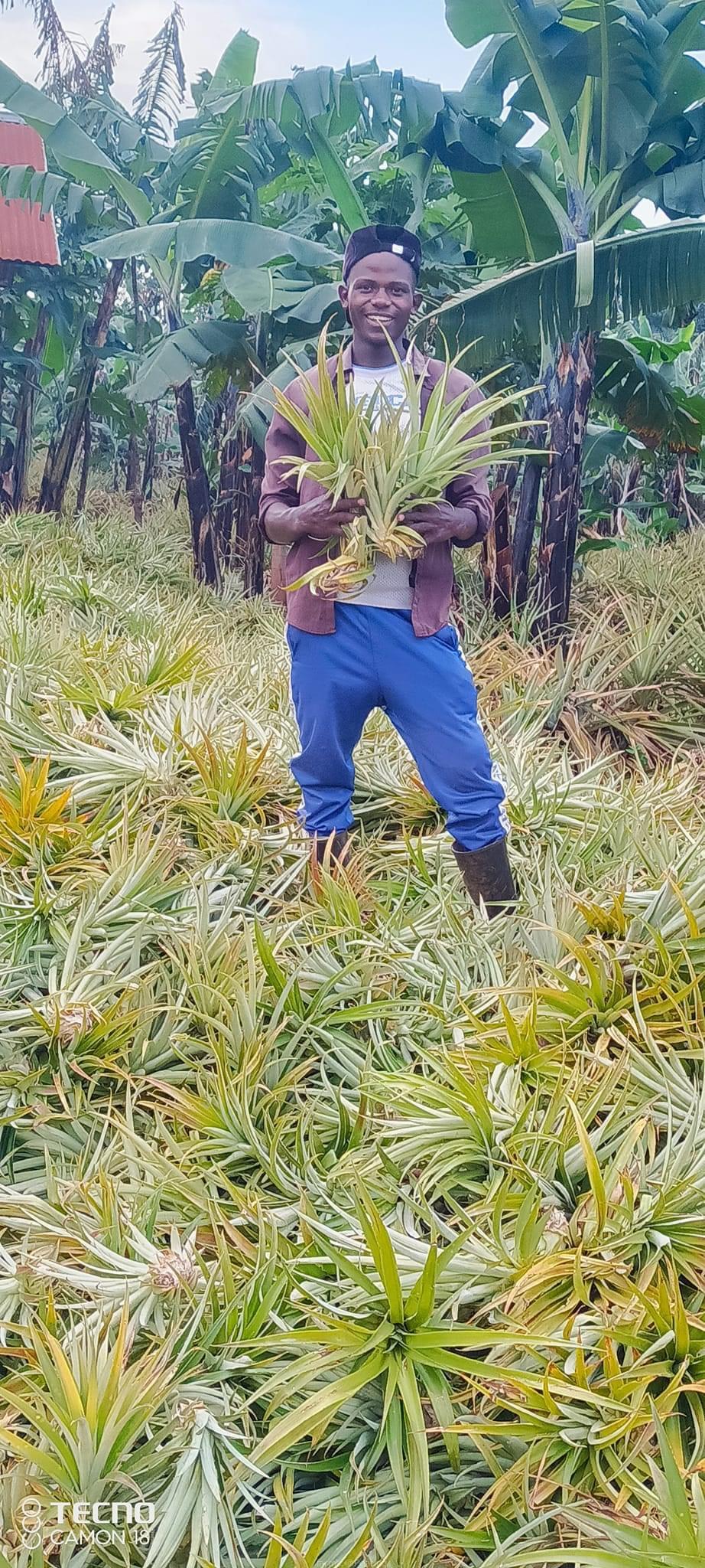 Pineapple suckers for sell