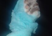 Bathing sponge