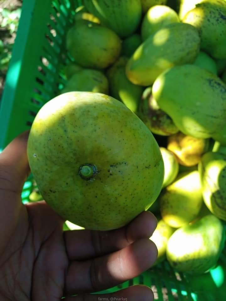 Mango seedling