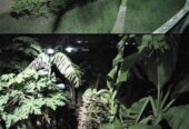 Solar Flood lights