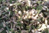 Arrow root/yam suckers