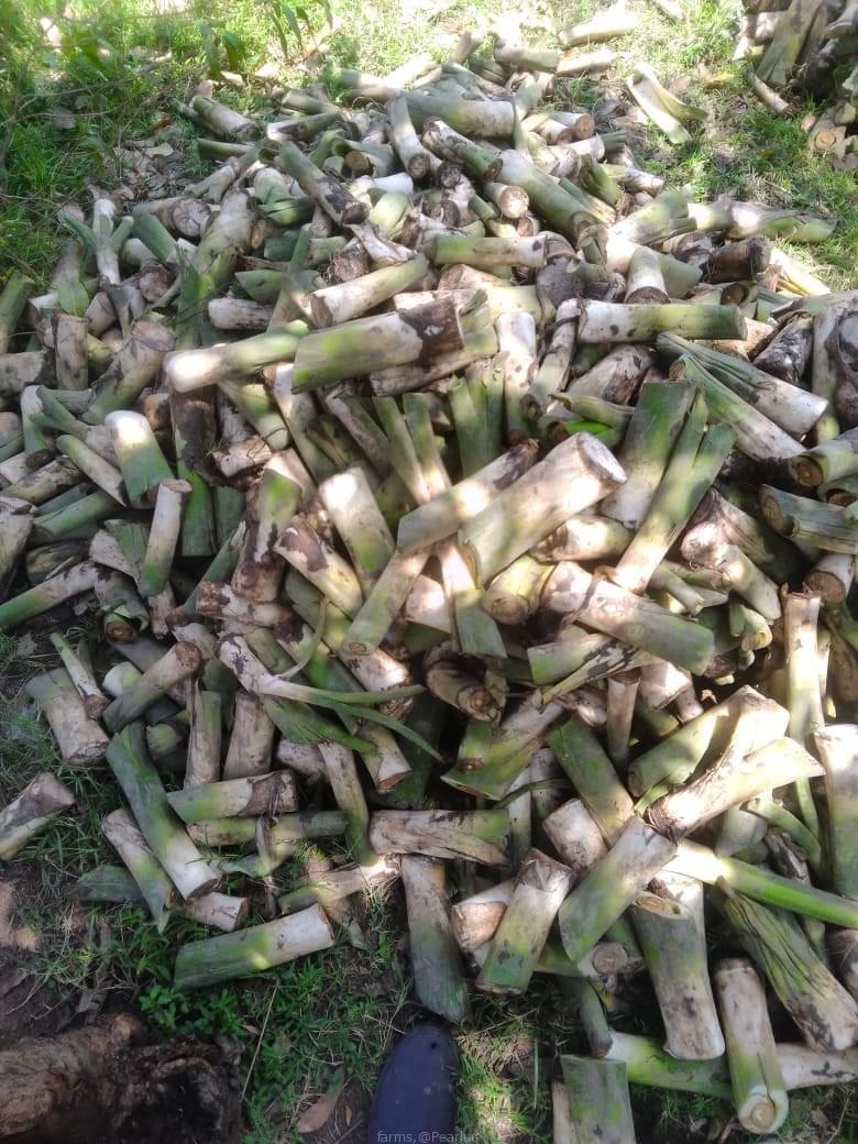 Arrow root/yam suckers