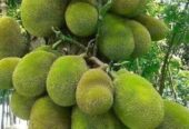 Jack fruits seedlings