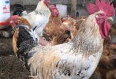 Day old chicks and Mature one