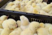 Day old chicks and Mature one