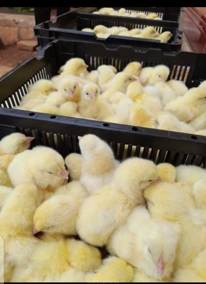 Day old chicks and Mature one