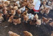 Day old chicks and Mature one