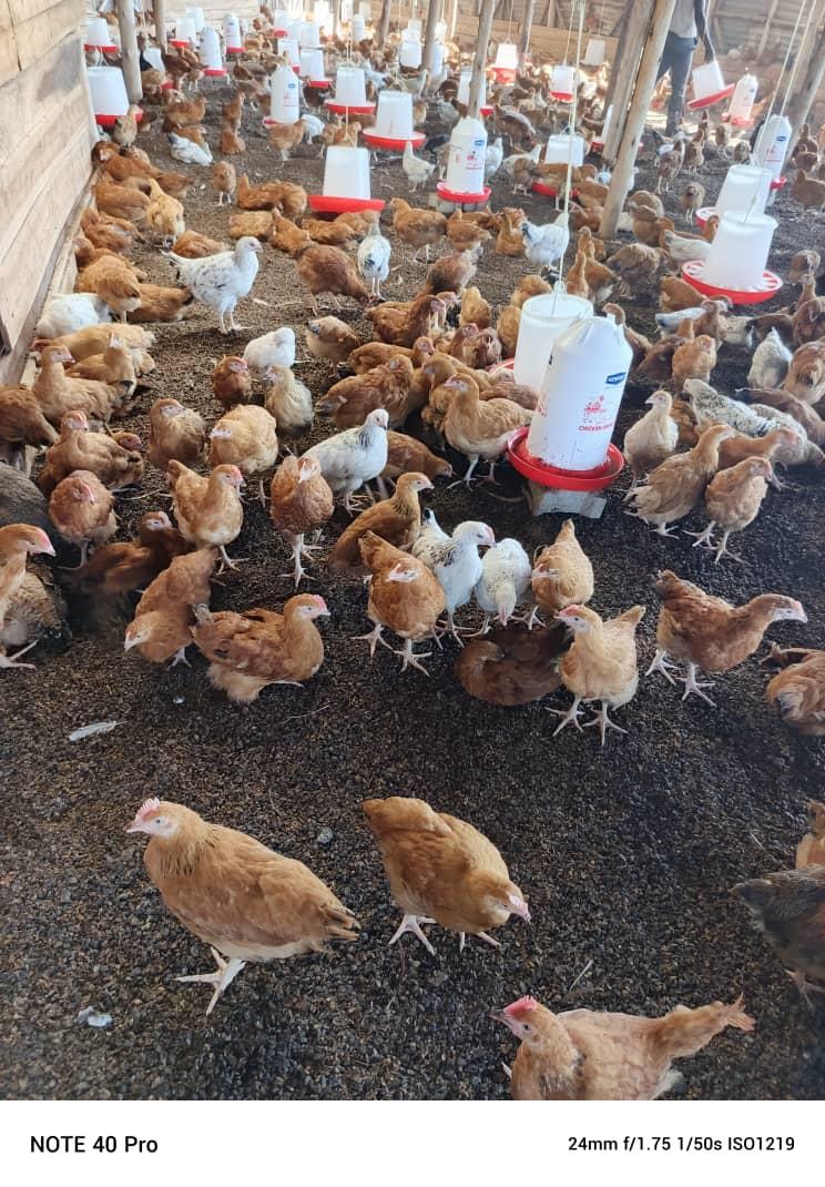 Day old chicks and Mature one