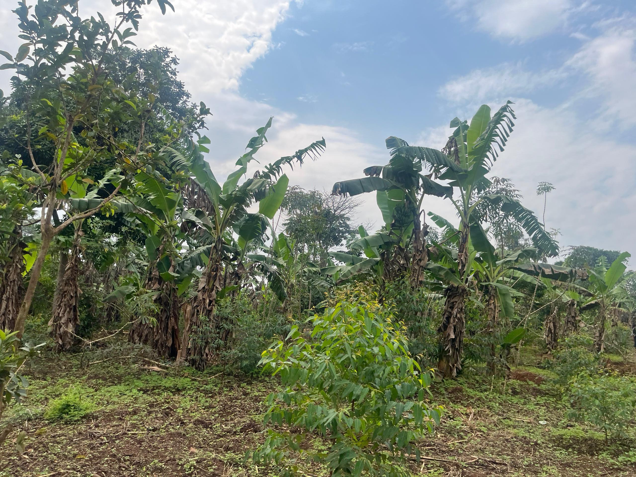 Plots of land