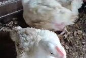Broiler chickens